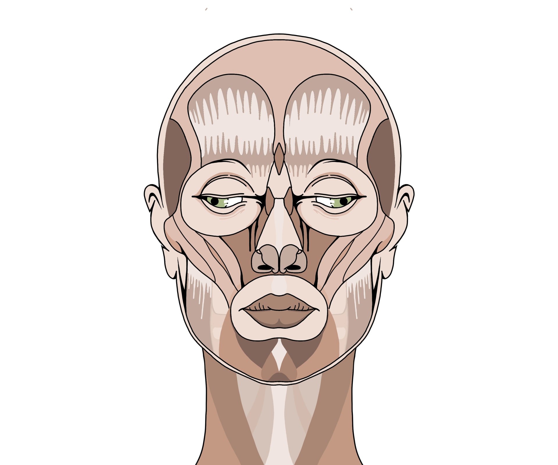 anatomy drawing